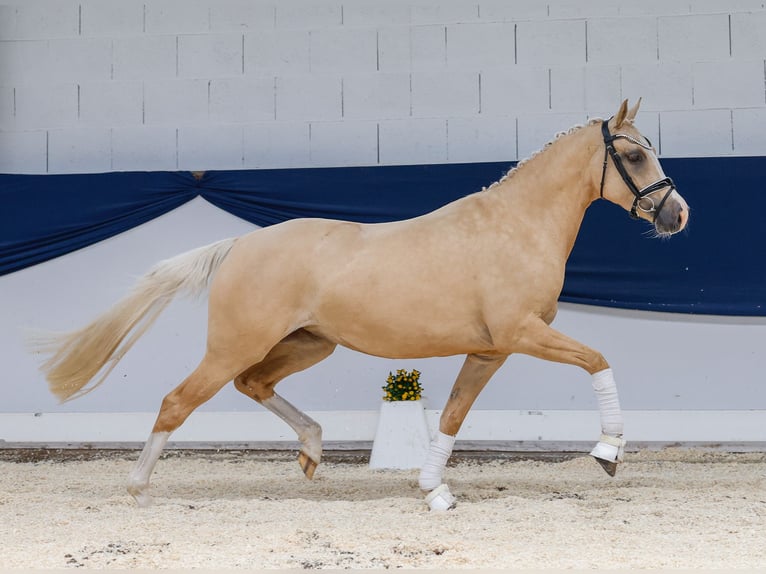 German Riding Pony Mare 4 years 14,2 hh Palomino in Marsberg