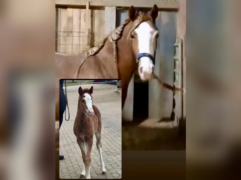 German Riding Pony Mare 4 years 14,2 hh Roan-Red in Filderstadt