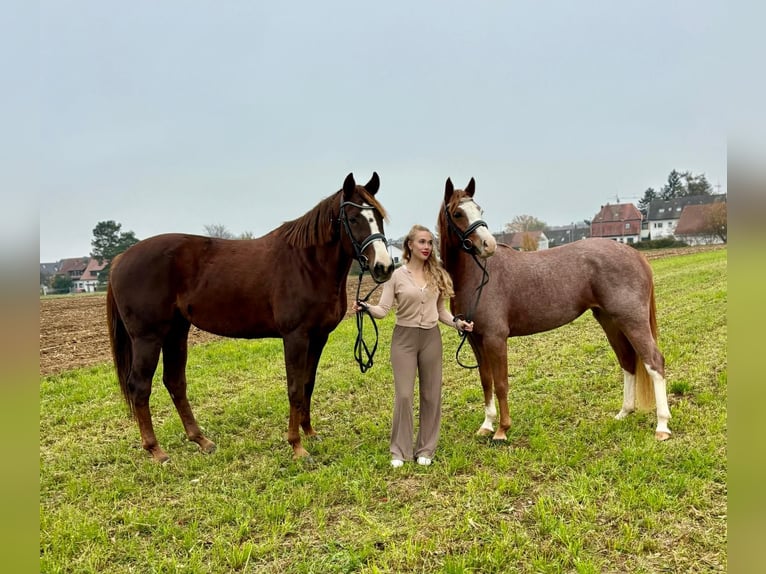 German Riding Pony Mare 4 years 14,2 hh Roan-Red in Filderstadt