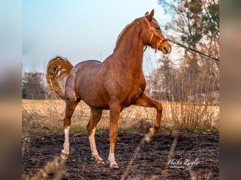 German Riding Pony Mare 4 years 14,2 hh Roan-Red in Filderstadt