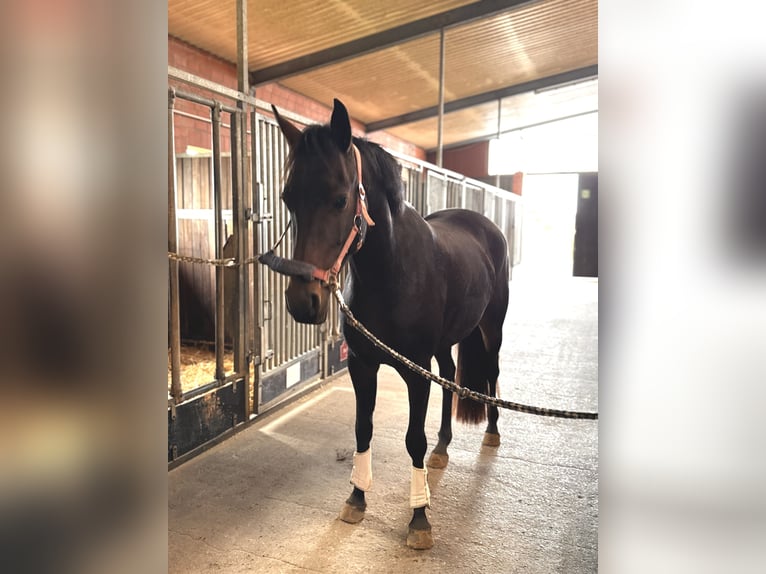 German Riding Pony Mare 4 years 14,3 hh Brown in Moisburg