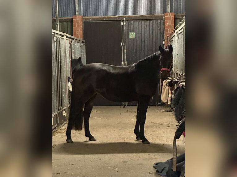 German Riding Pony Mare 4 years 14,3 hh Brown in Moisburg
