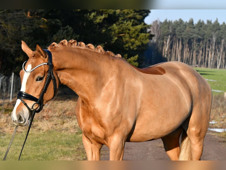 German Riding Pony Mare 4 years 14,3 hh Chestnut-Red in Kamern