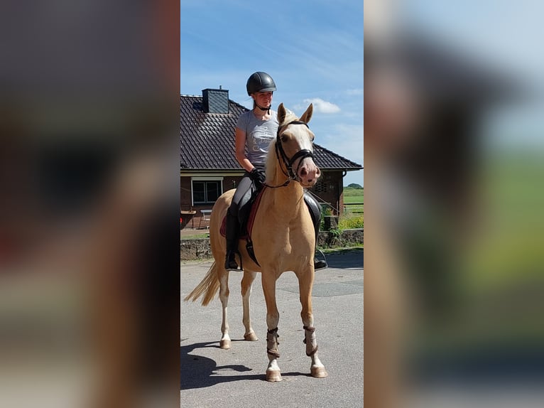 German Riding Pony Mare 4 years 14,3 hh Palomino in L&#xF6;ptin