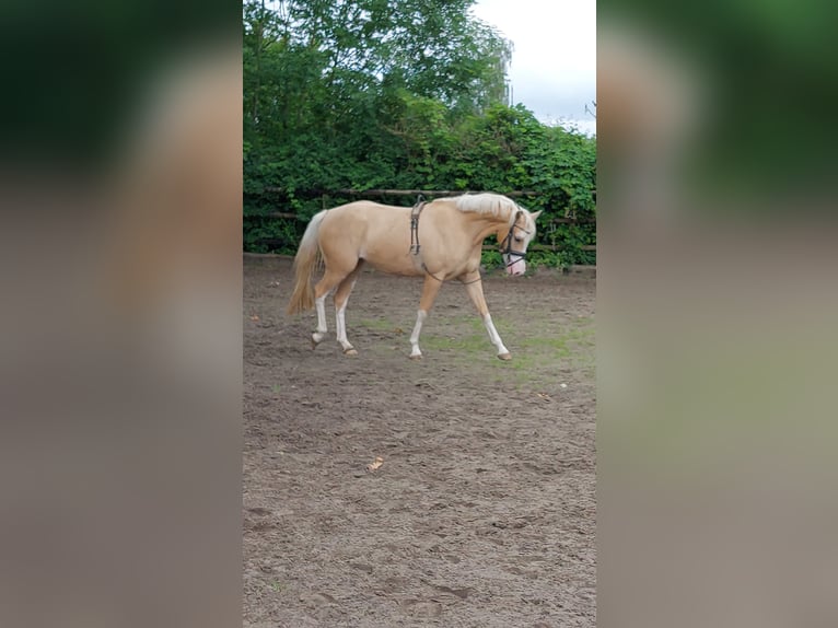 German Riding Pony Mare 4 years 14,3 hh Palomino in L&#xF6;ptin