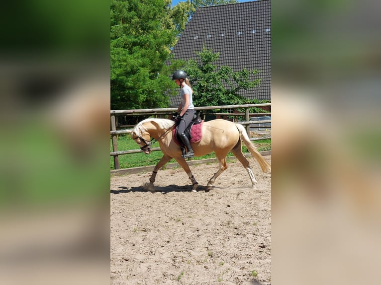 German Riding Pony Mare 4 years 14,3 hh Palomino in L&#xF6;ptin