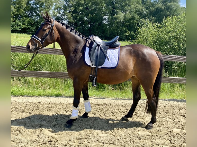 German Riding Pony Mare 4 years 15,1 hh Bay-Dark in Hude (Oldenburg)Hude