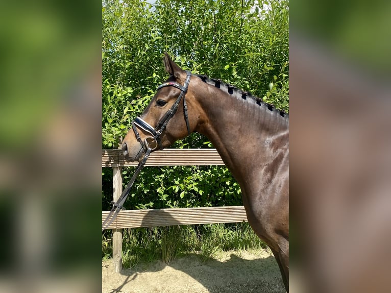 German Riding Pony Mare 4 years 15,1 hh Bay-Dark in Hude (Oldenburg)Hude