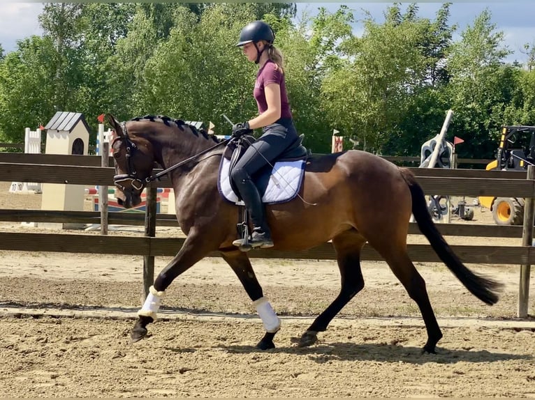 German Riding Pony Mare 4 years 15,1 hh Bay-Dark in Hude (Oldenburg)Hude