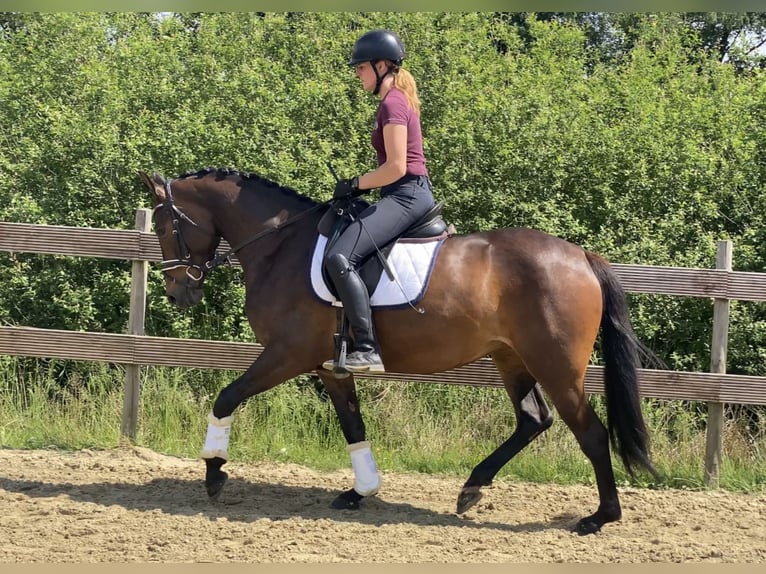 German Riding Pony Mare 4 years 15,1 hh Bay-Dark in Hude (Oldenburg)Hude