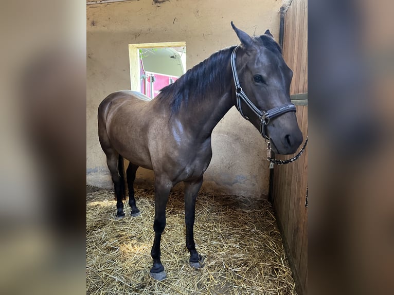 German Riding Pony Mare 4 years 15.1 hh Dun in Milano