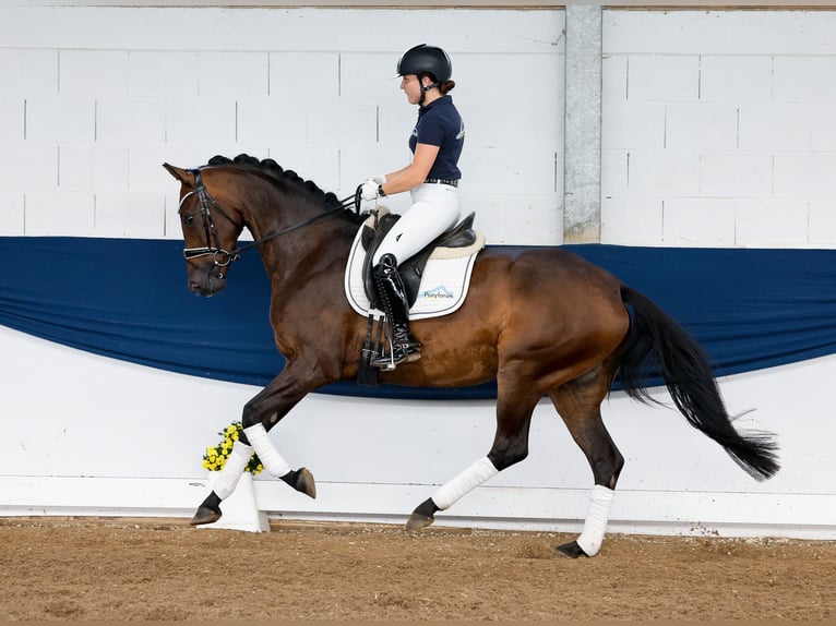 German Riding Pony Mare 4 years 15,3 hh Bay-Dark in Marsberg