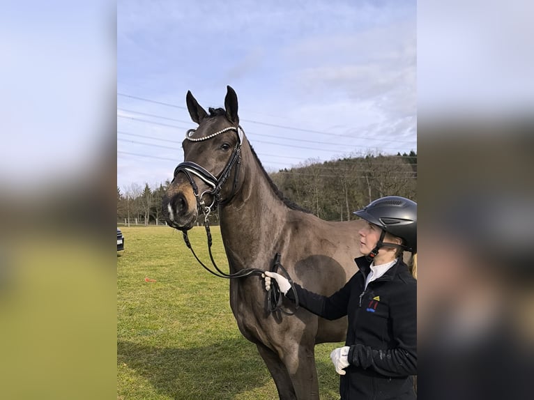 German Riding Pony Mare 4 years 15 hh Bay-Dark in Donaueschingen