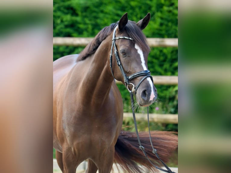 German Riding Pony Mare 4 years 15 hh Black in Schöppingen