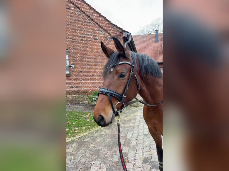 German Riding Pony Mare 4 years 15 hh Brown in Warendorf
