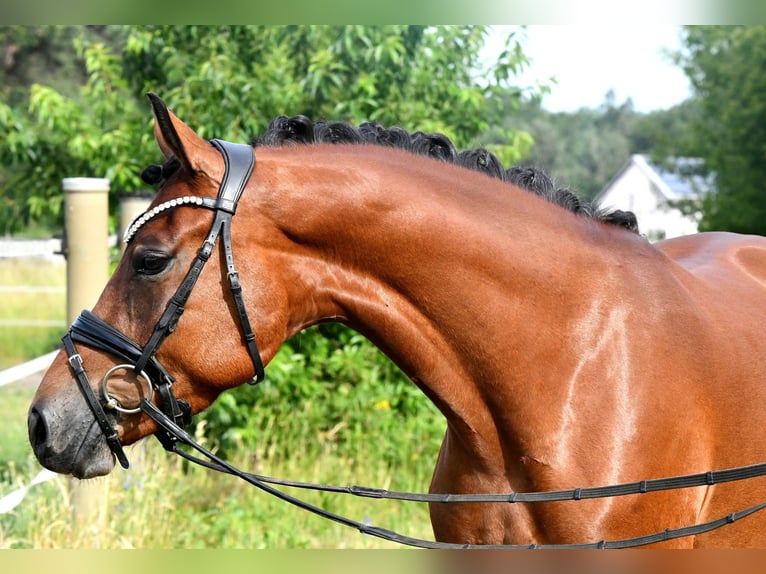German Riding Pony Mare 4 years 15 hh Brown Falb mold in Kamern