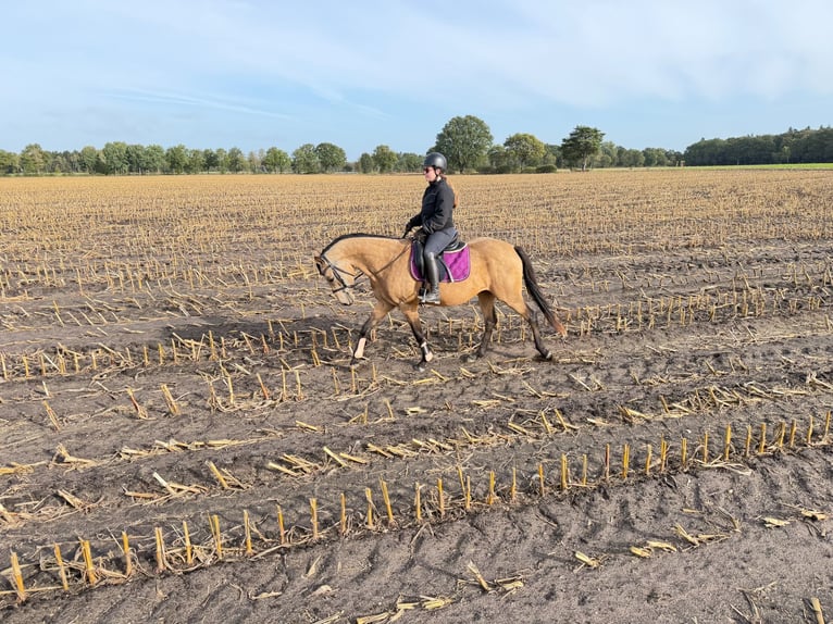 German Riding Pony Mare 4 years 15 hh Buckskin in Scheeßel