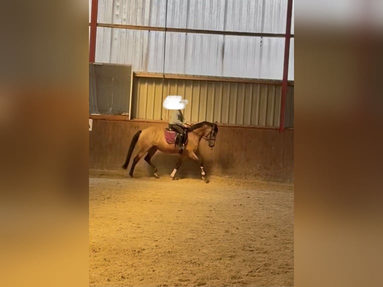 German Riding Pony Mare 4 years 15 hh Buckskin in Scheeßel