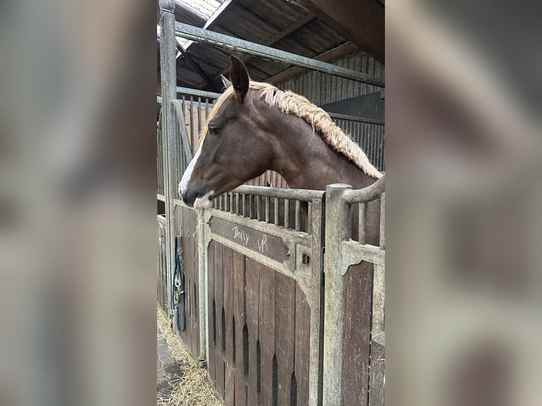 German Riding Pony Mare 4 years 15 hh Chestnut in Ahrensburg