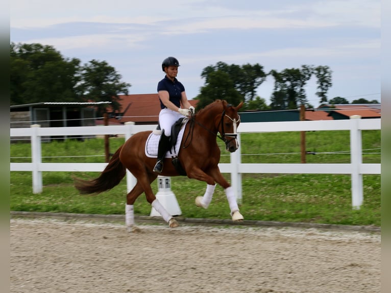 German Riding Pony Mare 4 years 15 hh Chestnut-Red in Recke, bei Osnabrück