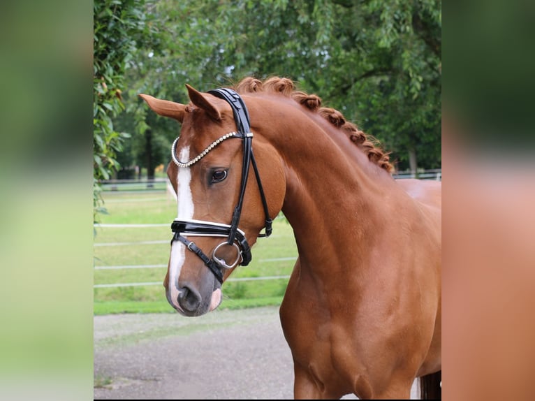 German Riding Pony Mare 4 years 15 hh Chestnut-Red in Recke, bei Osnabrück