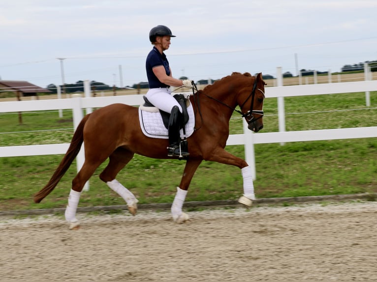 German Riding Pony Mare 4 years 15 hh Chestnut-Red in Recke, bei Osnabrück