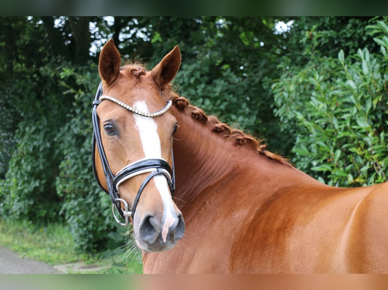 German Riding Pony Mare 4 years 15 hh Chestnut-Red in Recke, bei Osnabrück