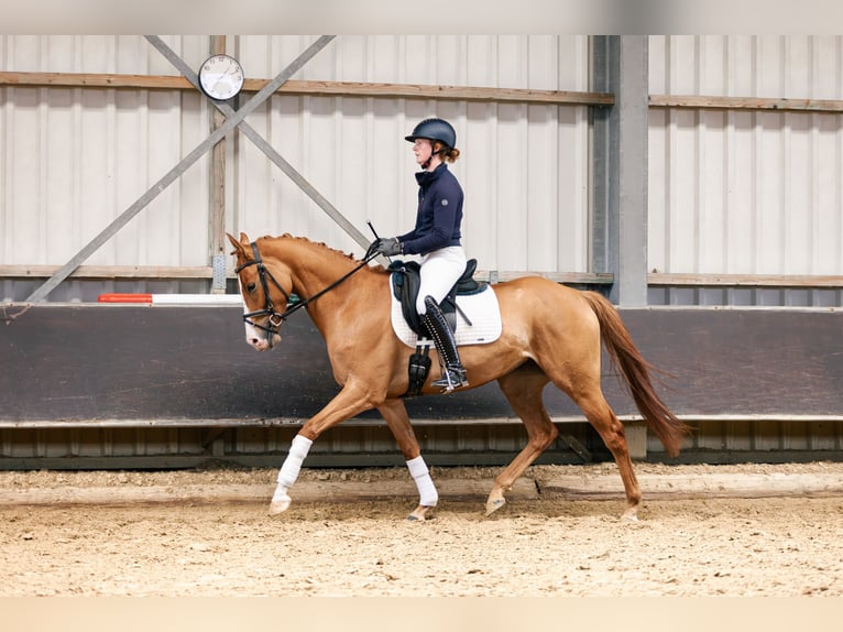 German Riding Pony Mare 4 years 15 hh Chestnut-Red in Xanten