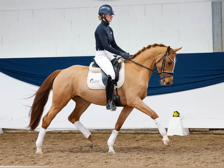 German Riding Pony Mare 4 years 15 hh Chestnut-Red in Marsberg