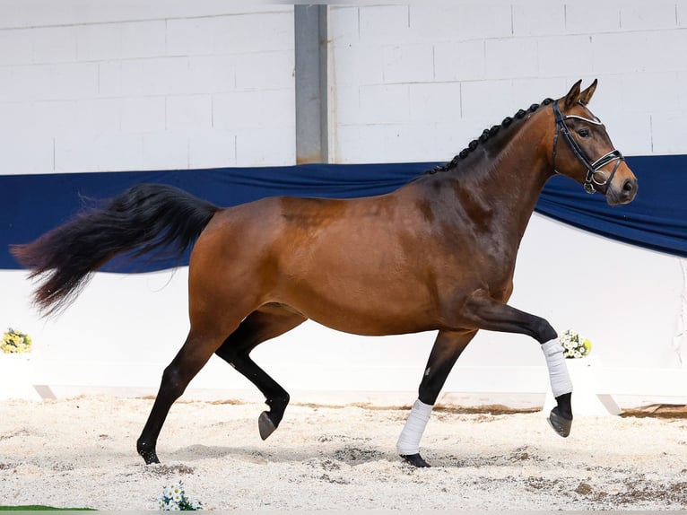 German Riding Pony Mare 4 years 15,1 hh Brown in Marsberg