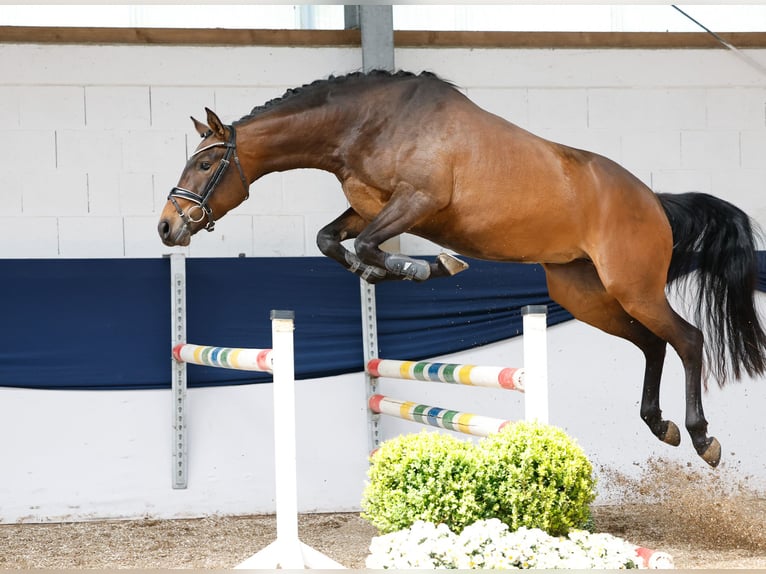 German Riding Pony Mare 4 years 15,1 hh Brown in Marsberg