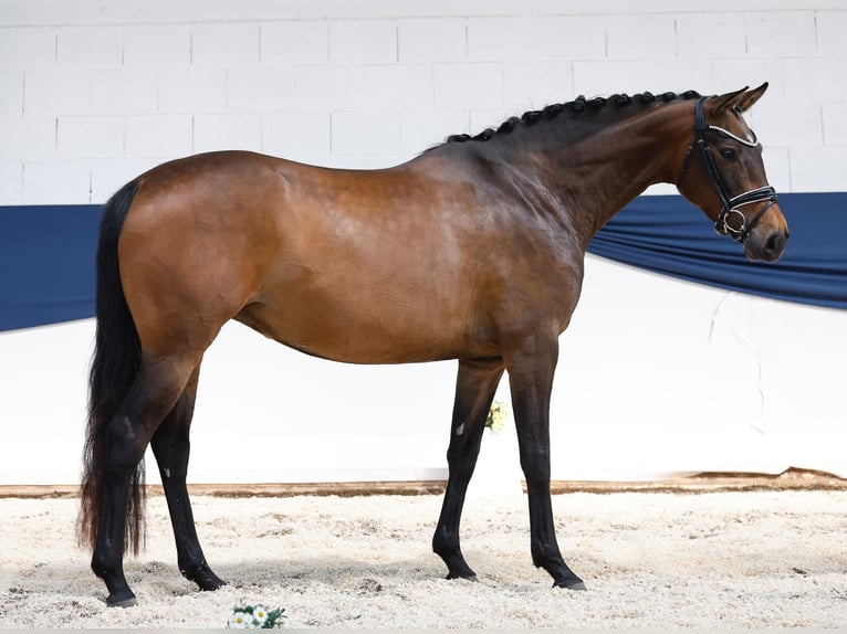 German Riding Pony Mare 4 years 15,1 hh Brown in Marsberg