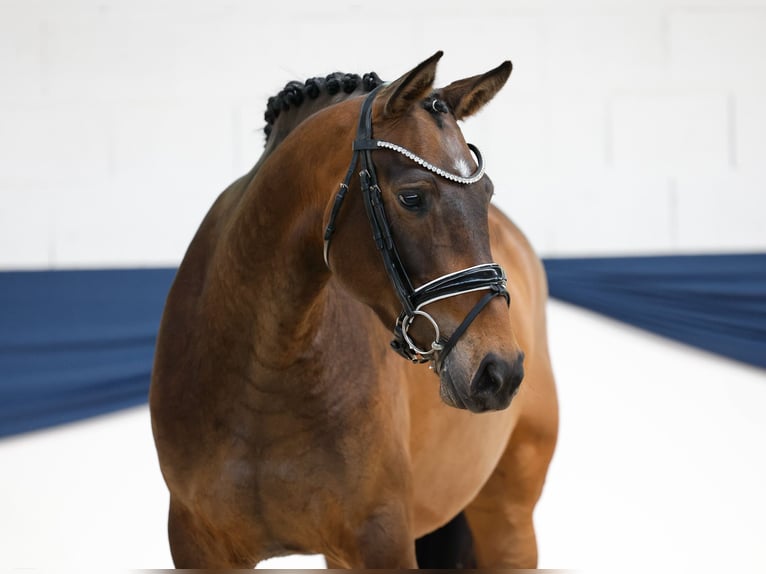 German Riding Pony Mare 4 years 15,1 hh Brown in Marsberg