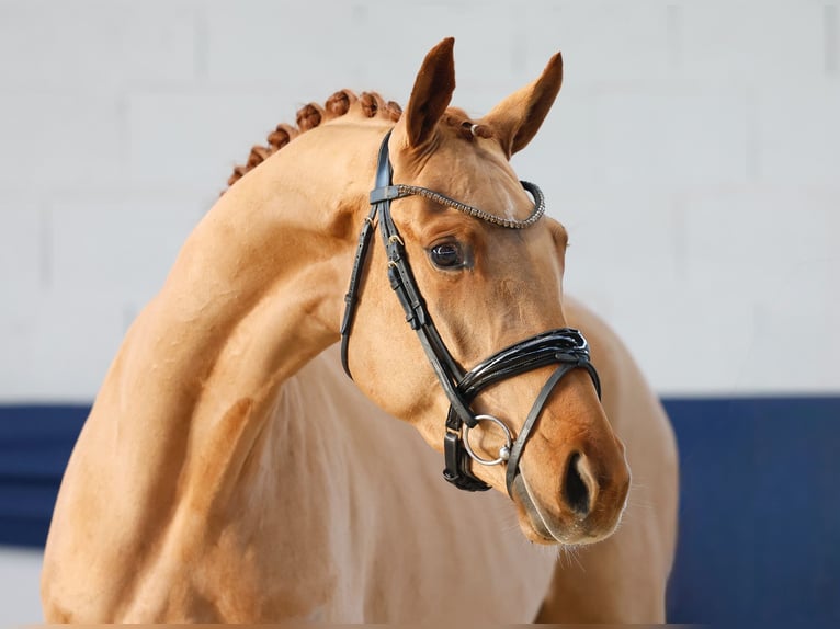 German Riding Pony Mare 4 years 15,1 hh Chestnut-Red in Marsberg