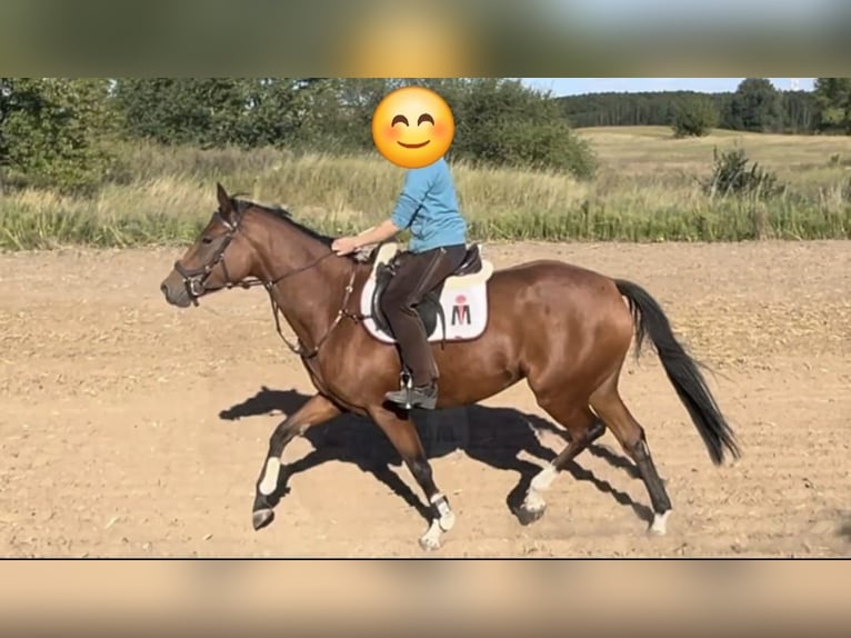 German Riding Pony Mare 4 years 15,2 hh Brown-Light in Gartz/O.