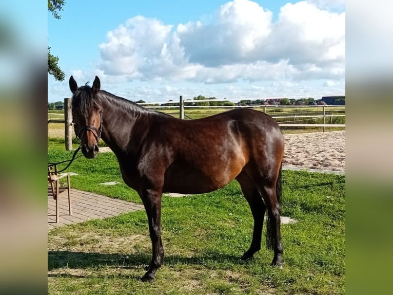 German Riding Pony Mare 4 years in Wurster Nordseeküste German Riding Pony Mare 4 years in Wurster Nordseeküste
