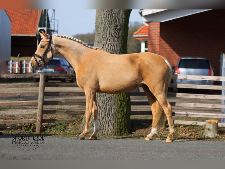 German Riding Pony Mare 5 years 12.3 hh Palomino in Thuine