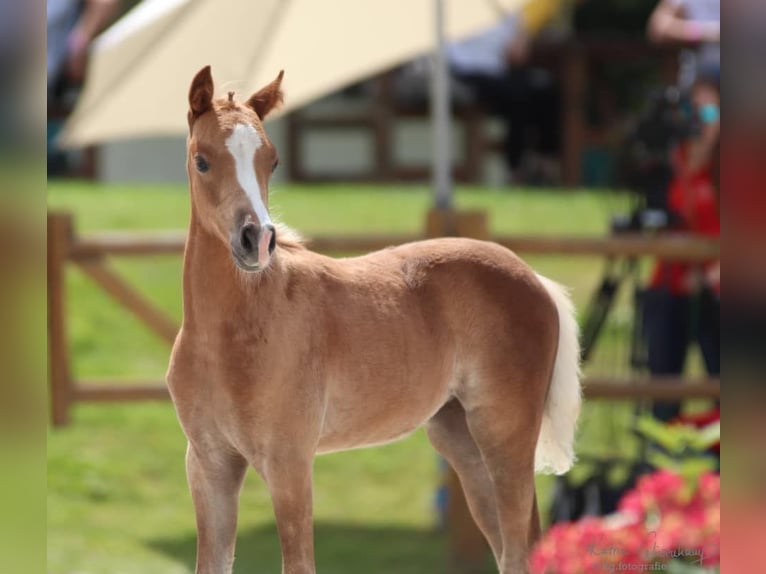 German Riding Pony Mare 5 years 13,1 hh Chestnut-Red in Lubmin