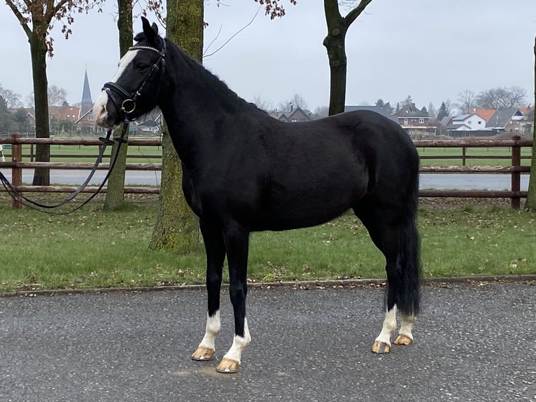 German Riding Pony Mare 5 years 13,2 hh Black in Bocholt