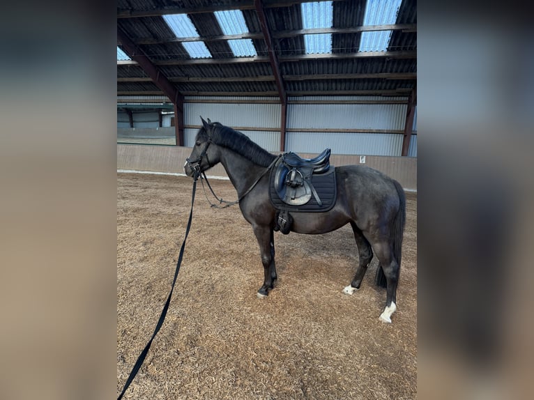 German Riding Pony Mare 5 years 13.2 hh Black in Flintbek