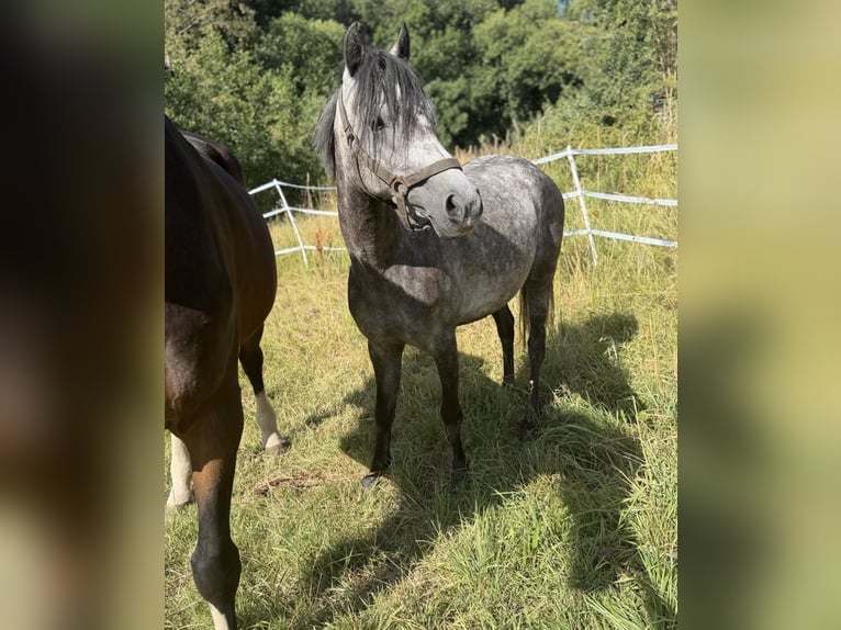 German Riding Pony Mare 5 years 13.2 hh Grey-Dapple in Coburg