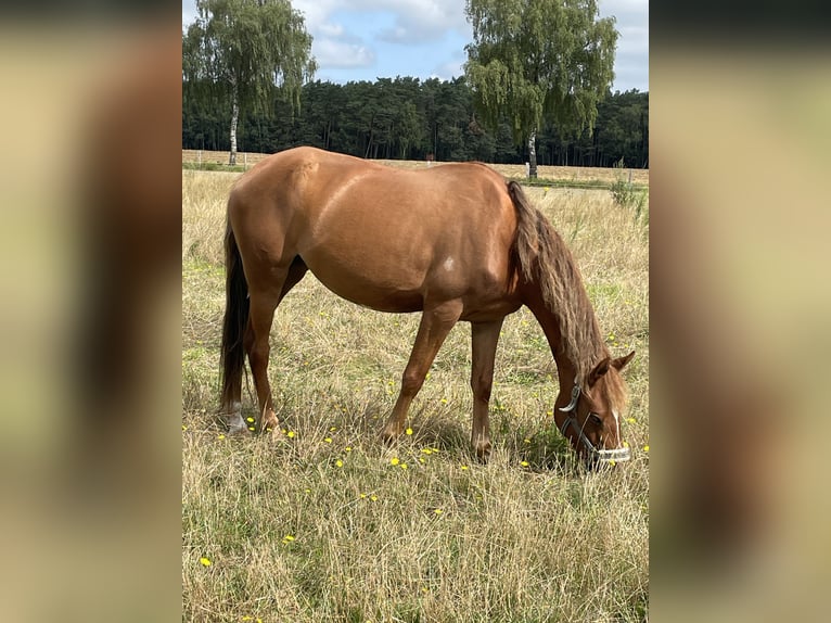 German Riding Pony Mare 5 years 13.3 hh Chestnut-Red in Suhlendorf