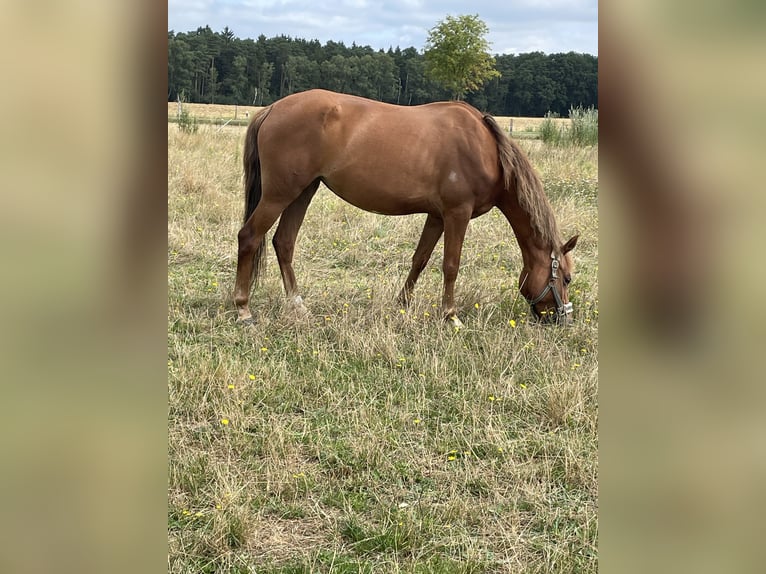 German Riding Pony Mare 5 years 13.3 hh Chestnut-Red in Suhlendorf