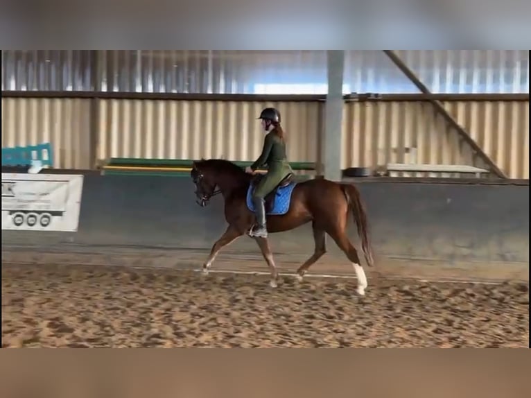 German Riding Pony Mare 5 years 13.3 hh Chestnut in Haren