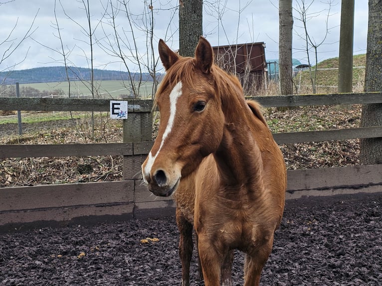 German Riding Pony Mare 5 years 13,3 hh Dun in Haselbachtal