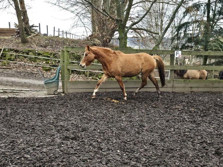 German Riding Pony Mare 5 years 13,3 hh Dun in Haselbachtal