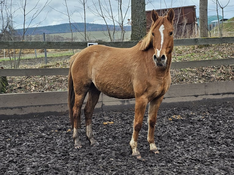 German Riding Pony Mare 5 years 13,3 hh Dun in Haselbachtal