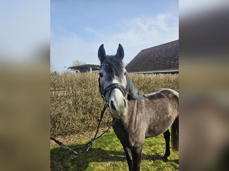 German Riding Pony Mare 5 years 13.3 hh Grey-Dark-Tan in Vlotho