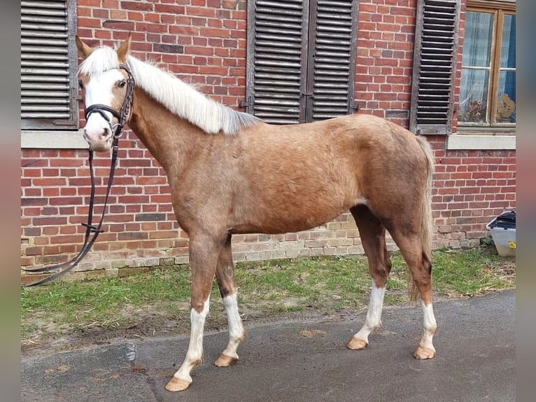 German Riding Pony Mare 5 years 13,3 hh Palomino in Münster