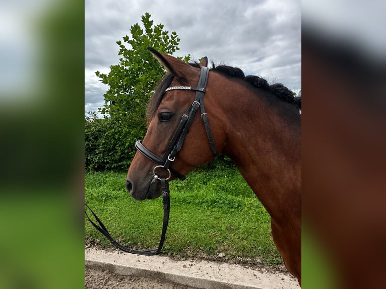 German Riding Pony Mare 5 years 13.3 hh Pinto in Hemmingstedt